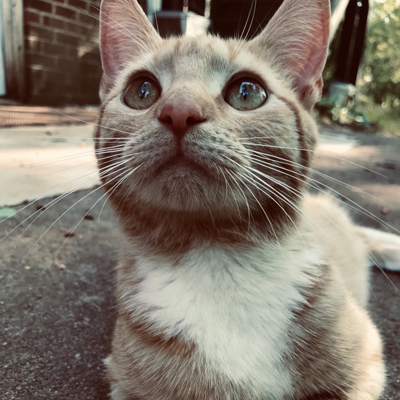 Meet your Posher, Hannah - Picture 1 of 1